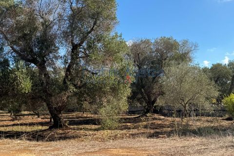 Helårsgrund i Carovigno, Brindisi, Carovigno - € 29.000 | Ref: 122781 - foto 11